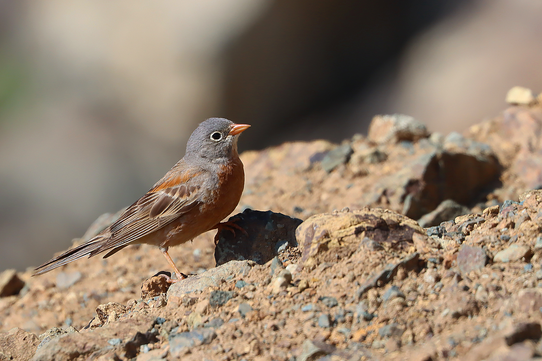 Gray-necked Bunting